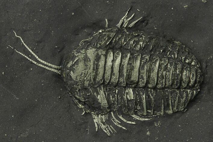 Pyritized Triarthrus Trilobite With Appendages - New York #309858